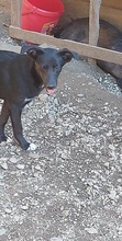 FLOKI, Hund, Mischlingshund in Rumänien - Bild 3