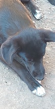 FLOKI, Hund, Mischlingshund in Rumänien - Bild 4