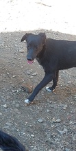 FLOKI, Hund, Mischlingshund in Rumänien - Bild 5
