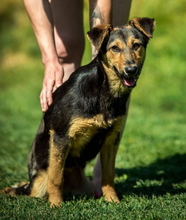 ROZMARING, Hund, Mischlingshund in Ungarn - Bild 1