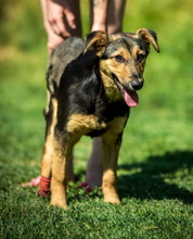 ROZMARING, Hund, Mischlingshund in Ungarn - Bild 2