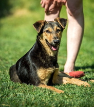 ROZMARING, Hund, Mischlingshund in Ungarn - Bild 3