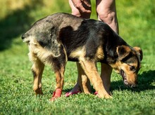 ROZMARING, Hund, Mischlingshund in Ungarn - Bild 4