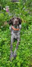 JANA, Hund, Deutsch Kurzhaar in Weinsheim
