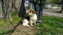 EKA, Hund, Mischlingshund in Ungarn - Bild 11
