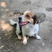 EKA, Hund, Mischlingshund in Ungarn - Bild 5