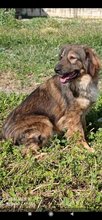 VALENTINA, Hund, Mischlingshund in Griechenland - Bild 1
