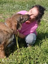 VALENTINA, Hund, Mischlingshund in Griechenland - Bild 3