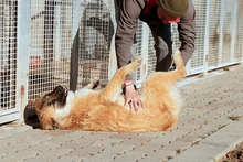 MAGDA, Hund, Schäferhund-Spinonen Italiano-Mix in Italien - Bild 13