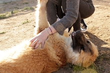 MAGDA, Hund, Schäferhund-Spinonen Italiano-Mix in Italien - Bild 15