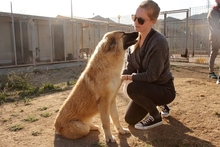 MAGDA, Hund, Schäferhund-Spinonen Italiano-Mix in Italien - Bild 16