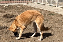 MAGDA, Hund, Schäferhund-Spinonen Italiano-Mix in Italien - Bild 19