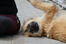 MAGDA, Hund, Schäferhund-Spinonen Italiano-Mix in Italien - Bild 2