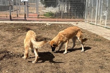 MAGDA, Hund, Schäferhund-Spinonen Italiano-Mix in Italien - Bild 22