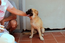 MAGDA, Hund, Schäferhund-Spinonen Italiano-Mix in Italien - Bild 26