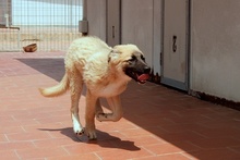 MAGDA, Hund, Schäferhund-Spinonen Italiano-Mix in Italien - Bild 28