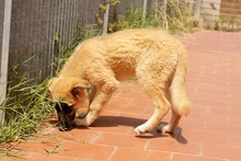 MAGDA, Hund, Schäferhund-Spinonen Italiano-Mix in Italien - Bild 30