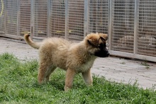 MAGDA, Hund, Schäferhund-Spinonen Italiano-Mix in Italien - Bild 34