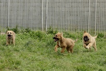 MAGDA, Hund, Schäferhund-Spinonen Italiano-Mix in Italien - Bild 35