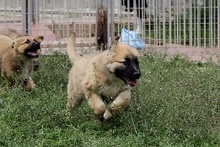 MAGDA, Hund, Schäferhund-Spinonen Italiano-Mix in Italien - Bild 36