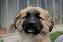 MAGDA, Hund, Schäferhund-Spinonen Italiano-Mix in Italien - Bild 37