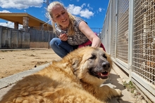 MAGDA, Hund, Schäferhund-Spinonen Italiano-Mix in Italien - Bild 4