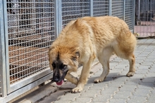 MAGDA, Hund, Schäferhund-Spinonen Italiano-Mix in Italien - Bild 8