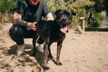 TILDA, Hund, Shar Pei-Labrador-Mix in Salzwedel - Bild 3