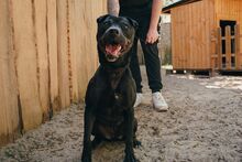 TILDA, Hund, Shar Pei-Labrador-Mix in Salzwedel - Bild 4
