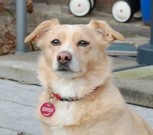 JACKI, Hund, Mischlingshund in Hamburg