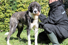 RHODY, Hund, Mischlingshund in Italien - Bild 1