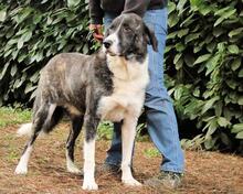 RHODY, Hund, Mischlingshund in Italien - Bild 3