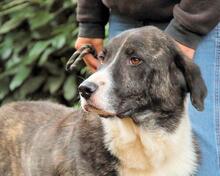 RHODY, Hund, Mischlingshund in Italien - Bild 6