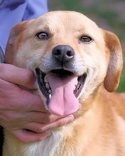 SABEEH, Hund, Mischlingshund in Italien - Bild 2