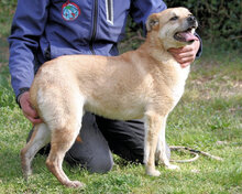 STANWICK, Hund, Mischlingshund in Italien - Bild 3