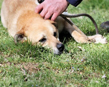 STANWICK, Hund, Mischlingshund in Italien - Bild 5