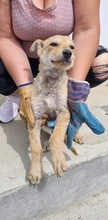FOXY, Hund, Mischlingshund in Rumänien - Bild 10