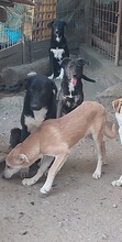 FOXY, Hund, Mischlingshund in Rumänien - Bild 2