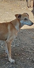 FOXY, Hund, Mischlingshund in Rumänien - Bild 3