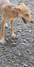FOXY, Hund, Mischlingshund in Rumänien - Bild 4