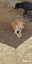FOXY, Hund, Mischlingshund in Rumänien - Bild 5