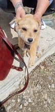 FOXY, Hund, Mischlingshund in Rumänien - Bild 8