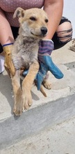 FOXY, Hund, Mischlingshund in Rumänien - Bild 9