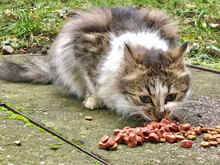 TIAMO, Katze, Hauskatze in Bulgarien - Bild 2