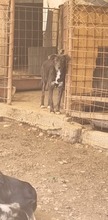 FELI, Hund, Mischlingshund in Rumänien - Bild 1