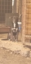 FELI, Hund, Mischlingshund in Rumänien - Bild 2