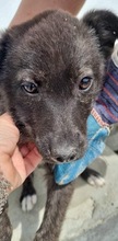 FELI, Hund, Mischlingshund in Rumänien - Bild 6