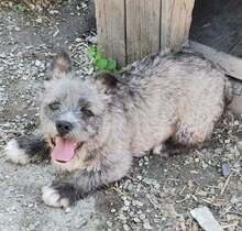 CAPI, Hund, Mischlingshund in Rumänien