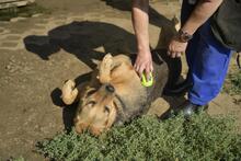 PANDORA, Hund, Mischlingshund in Ungarn - Bild 2