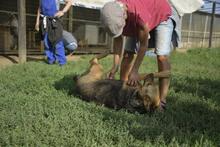 PANDORA, Hund, Mischlingshund in Ungarn - Bild 5